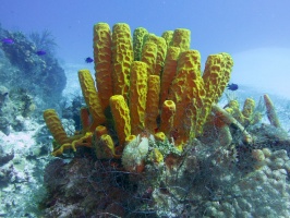 Yellow Tube Sponge IMG 4953